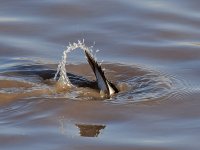 Bufflehead4.jpg