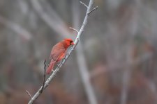 _DSC6264-Edit.jpg