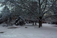 Snowy Lane 12-25-2016.jpg