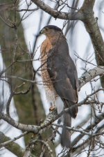 DSC_6412.jpg