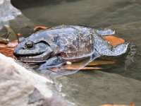 Toad.jpg