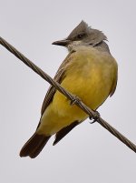 Kingbird.jpg