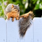 Squirrel.jpg