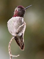 Hummer2.jpg