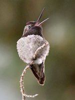 Hummer3.jpg