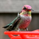 Hummer8.jpg