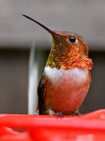 Hummer15.jpg