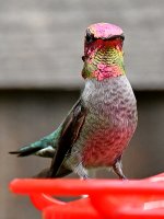 Hummer6.jpg