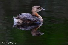 DSC_2725.jpg