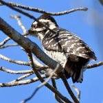 Woodpecker2.jpg