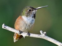 Hummer8.jpg