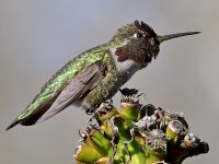 Hummer27.jpg
