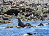 Aust Fur Seals720_3207.jpg