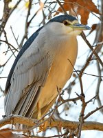 BlackHeron2.jpg