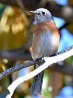 Bluebird2.jpg