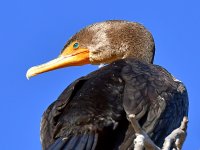 Cormorant2.jpg