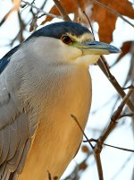 BlackHeron3.jpg
