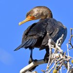 Cormorant.jpg