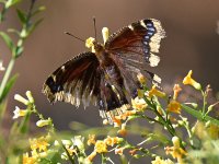 Swallowtail2 (1).jpg
