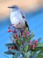 Mockingbird.jpg