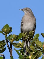 Mockingbird2.jpg