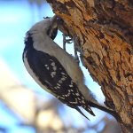 Woodpecker.jpg