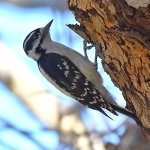 Woodpecker2.jpg