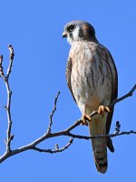 Kestrel2.jpg