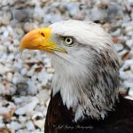 DSC_2859.jpg