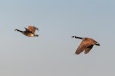 DSC_0087-2.jpg