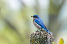 DSC_1987-1.jpg