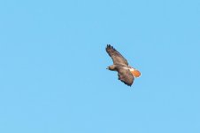 DSC_2137-1.jpg