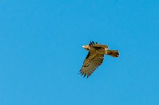 DSC_2163-1.jpg