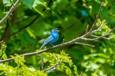 DSC_2572-1.jpg