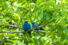 DSC_2638-1.jpg