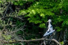 DSC_2712-1.jpg