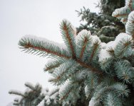 1MC_5750.jpg