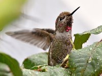 Hummer2.jpg
