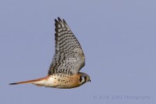 12-28-16-cr__D7K5159.jpg