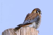 12-28-16-cr__D7K5171.jpg