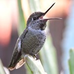 Hummer25.jpg