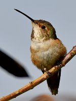 Hummer16.jpg