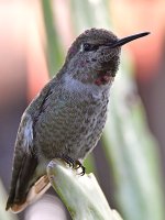 Hummer24.jpg