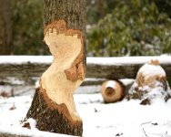 _DSC7834.jpg