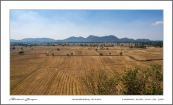 rice-fields.jpg