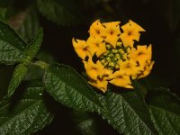 Lantana.jpg
