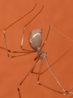 Spider2.jpg
