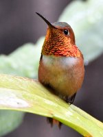 Hummer.jpg