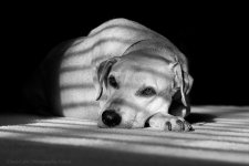 TallulahBW4651WEB.jpg