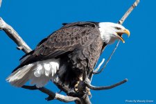 EagleStearns-101.jpg